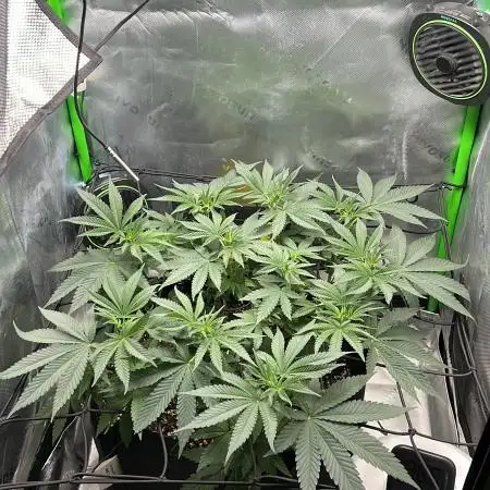 foerschtis_homegrow