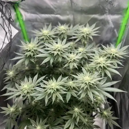 foerschtis_homegrow