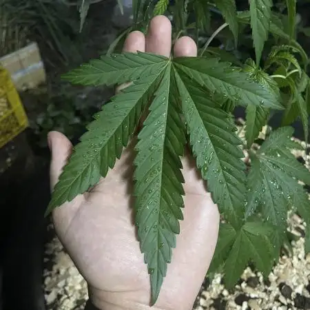 DrTHC513