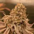 Organic710