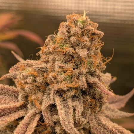 Organic710