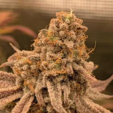 Organic710