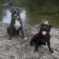 Burrdawg