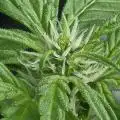 xx_Misfit420_xx