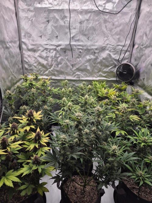null by Littlemans_grows