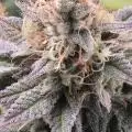 Littlemans_grows