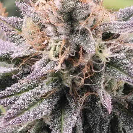 Littlemans_grows