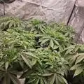 RootboundCANNApy
