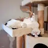 RootboundCANNApy