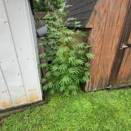 greenthumbjerry