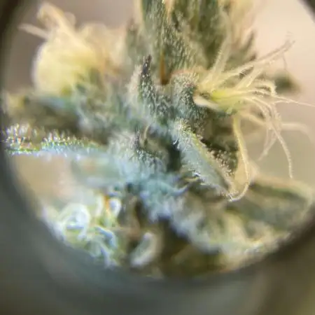Gasanova420