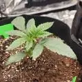 HomesteadyEddy