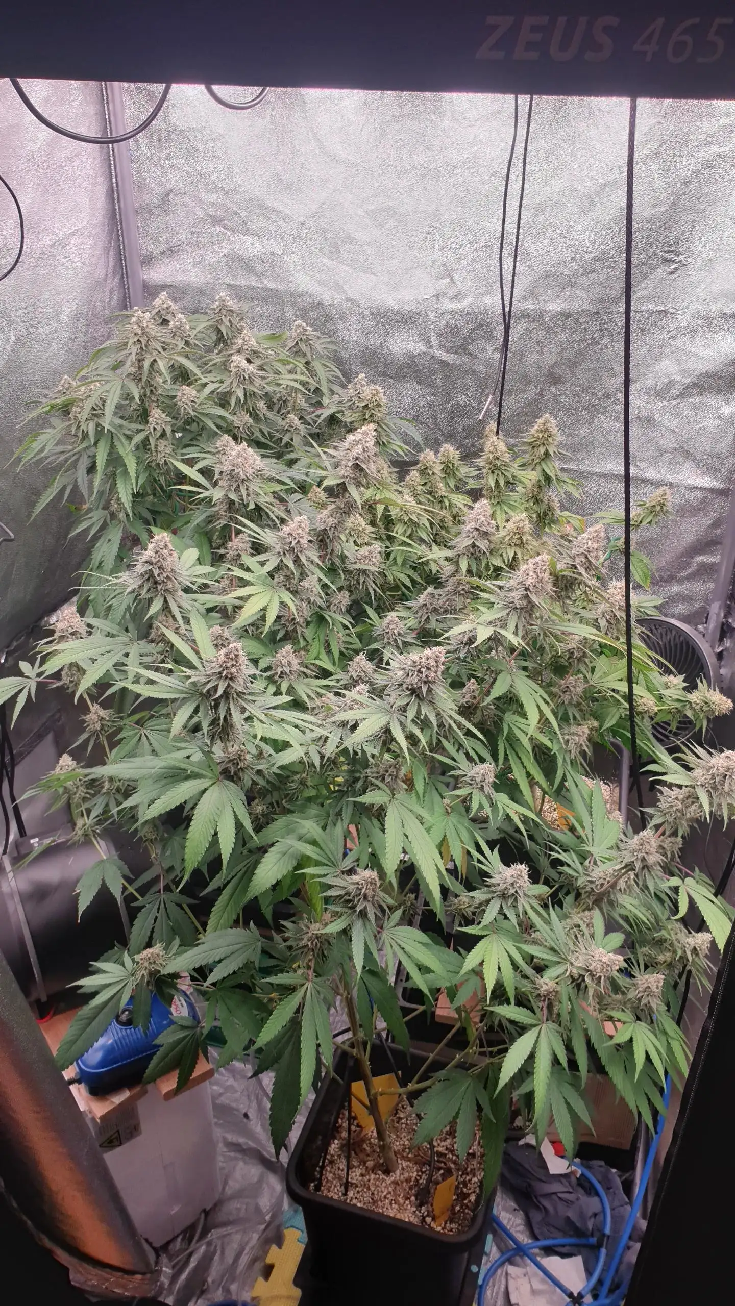 sticky-icky-Moos
