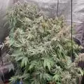 sticky-icky-Moos