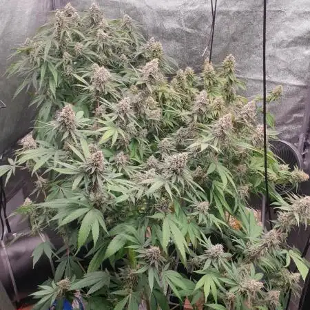 sticky-icky-Moos