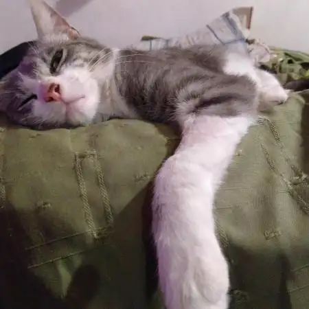 Felino