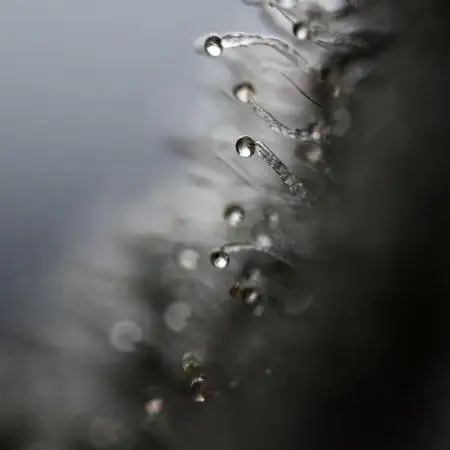 Soil