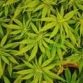 Greenthumb42