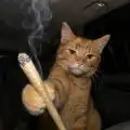 Bizno