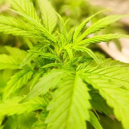 Growingbuds