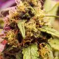 Growingbuds