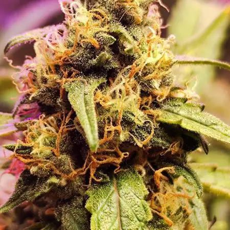 Growingbuds