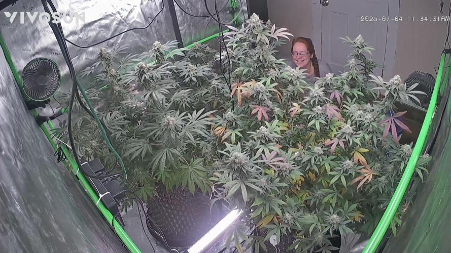 null by batbudsgrow