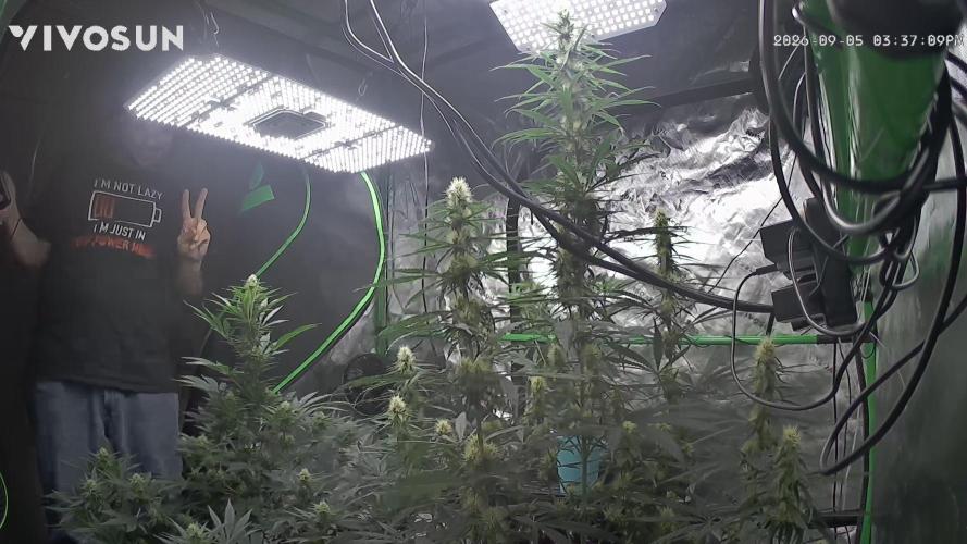 null by batbudsgrow