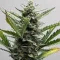 DexterGrows