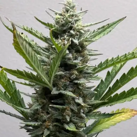 DexterGrows