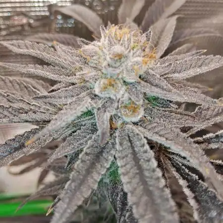 OrganiMatrix
