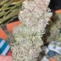 SacramentoLoverz