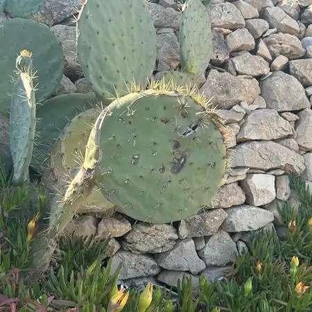 tuccio