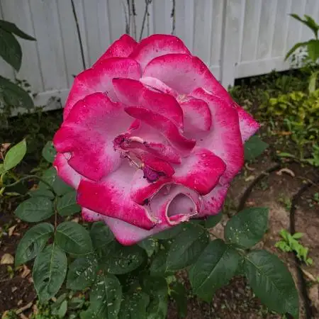 BongClaudeVanGram