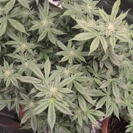 CannaBaddie420