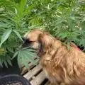 Sage_Farms