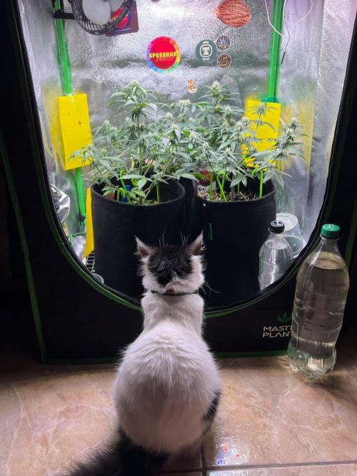 null by LionGrower