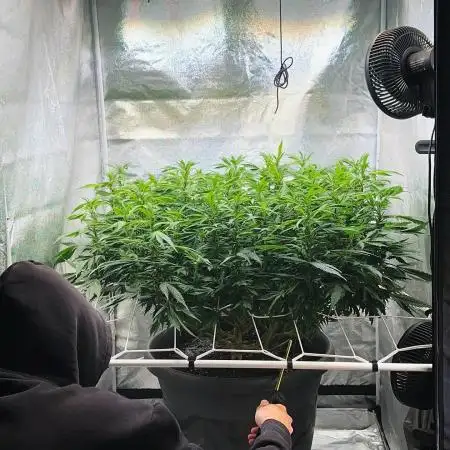 Denn_is_Grow