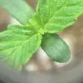Phoenixgrows90