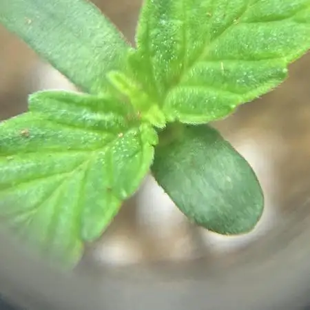Phoenixgrows90