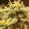 greensgreens420