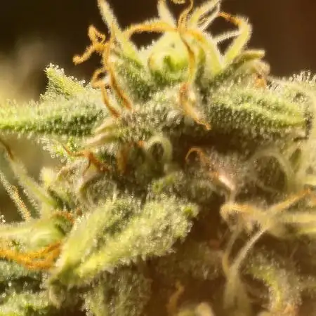 greensgreens420