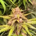 sweedheart