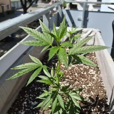 BaligeHerbsman