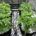chonick420