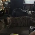 Novacat420