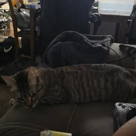 Novacat420