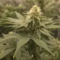 Cannculture61