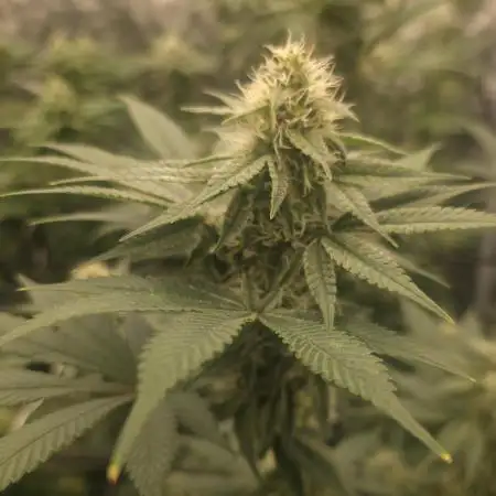 Cannculture61