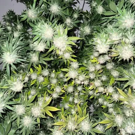 Growcilla